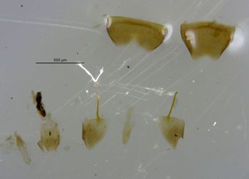 Media type: image;   Entomology 6567 Aspect: body part